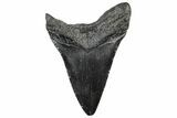 Fossil Megalodon Tooth - South Carolina #306279-1